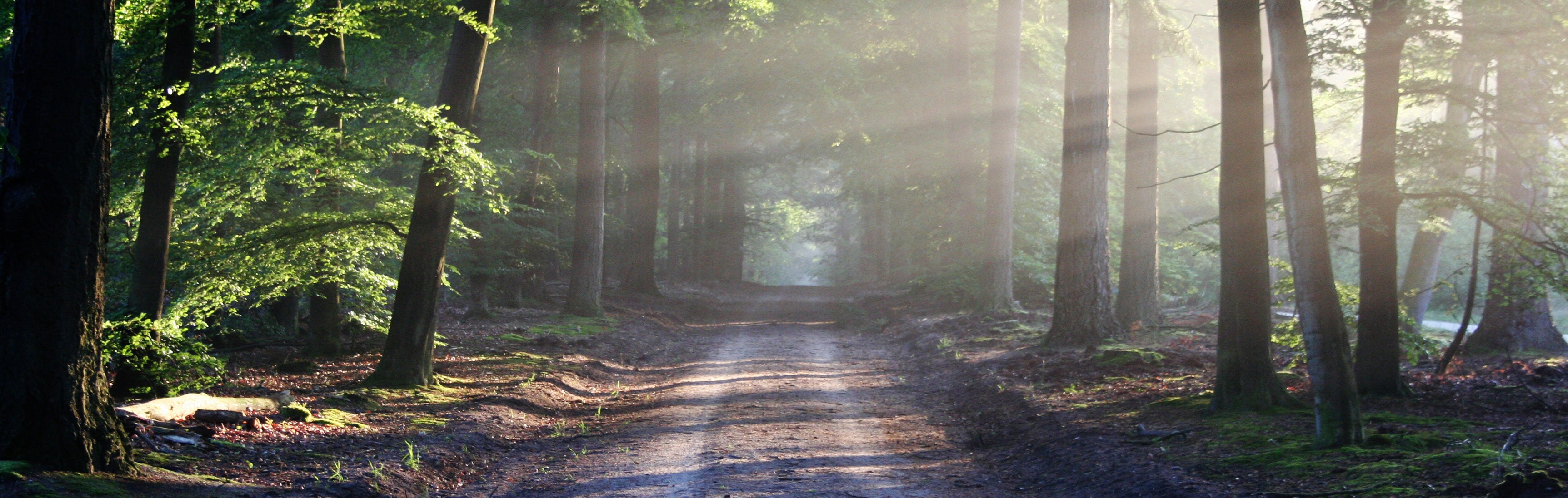 Forest path cropped